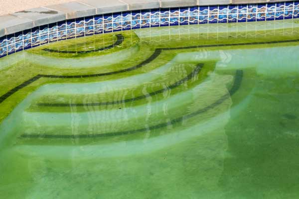 Green Algae Pool Infestation Removal